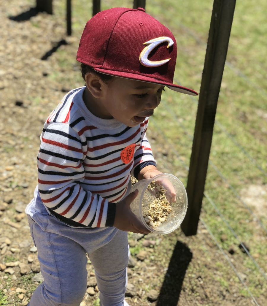 A toddler in a red cap carrying a cup of feed along the fence line at the farm.