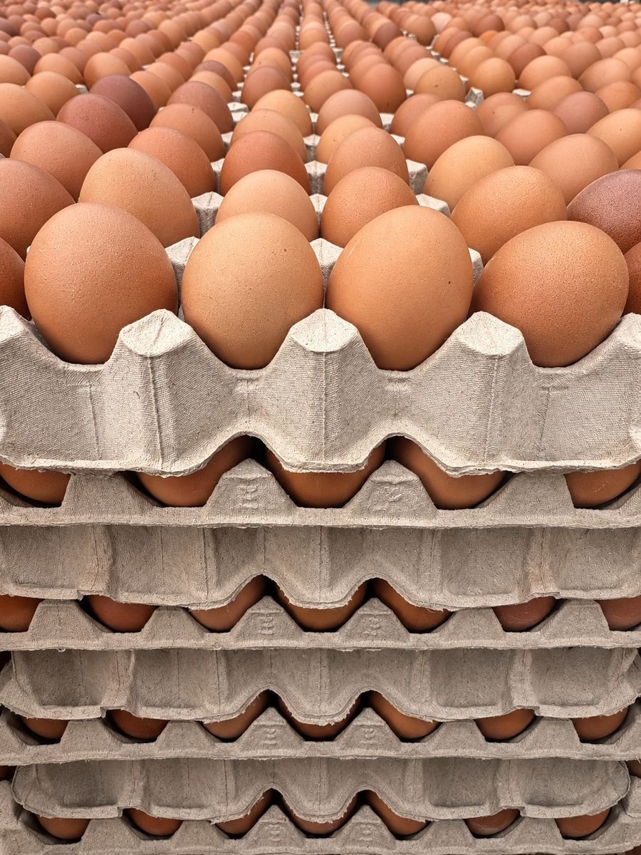 Stacked trays of fresh brown eggs, seen side on, the front row of eggs large in the tray.