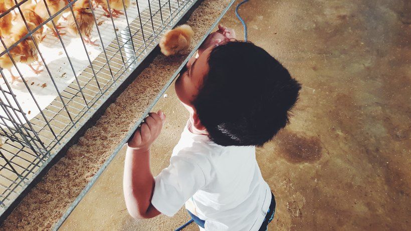 A small boy at the cage front, reaching towards a day-old chick standing on the feed tray.