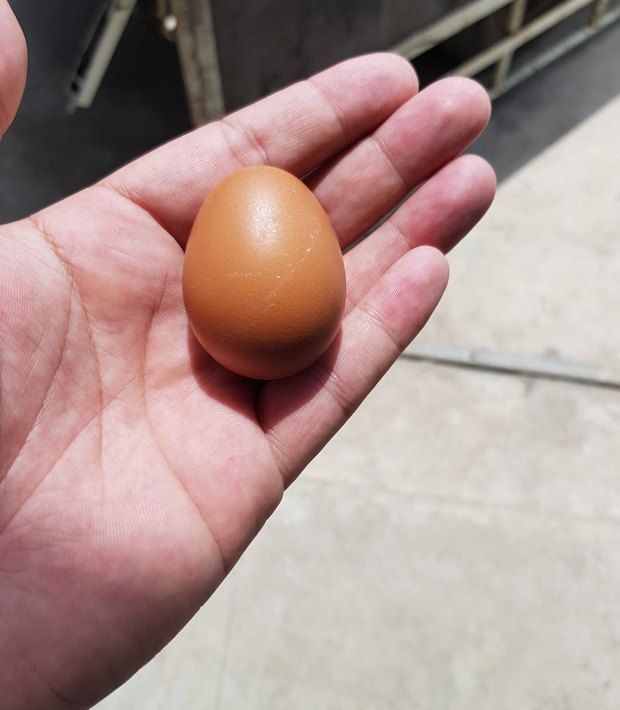 A freshly laid brown egg held in the palm of a hand.