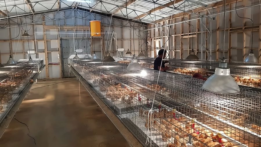 Chicks under heat lamps in the brooder shed.