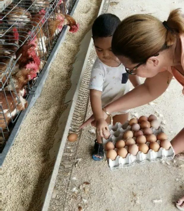 Collecting a tray of eggs along the cage front, watched by a young boy.