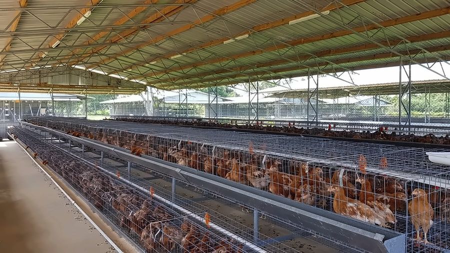 Laying hens in the open-sided sheds.