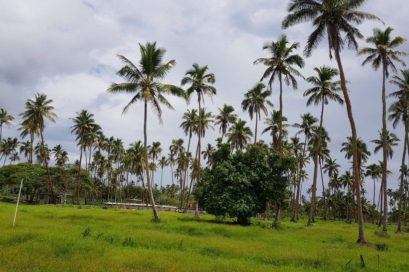Coconut palms and open pasture at the farm, with the sheds beyond.